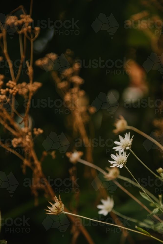 Native grasses and weeds close up - Australian Stock Image