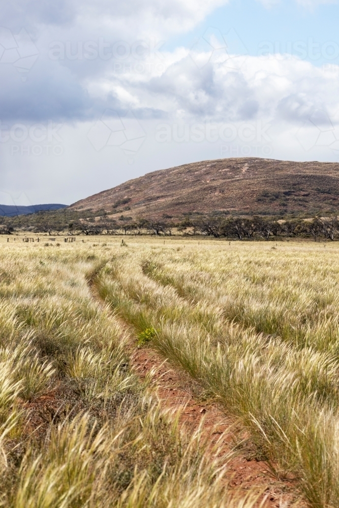native grasses in an outback landscape - Australian Stock Image