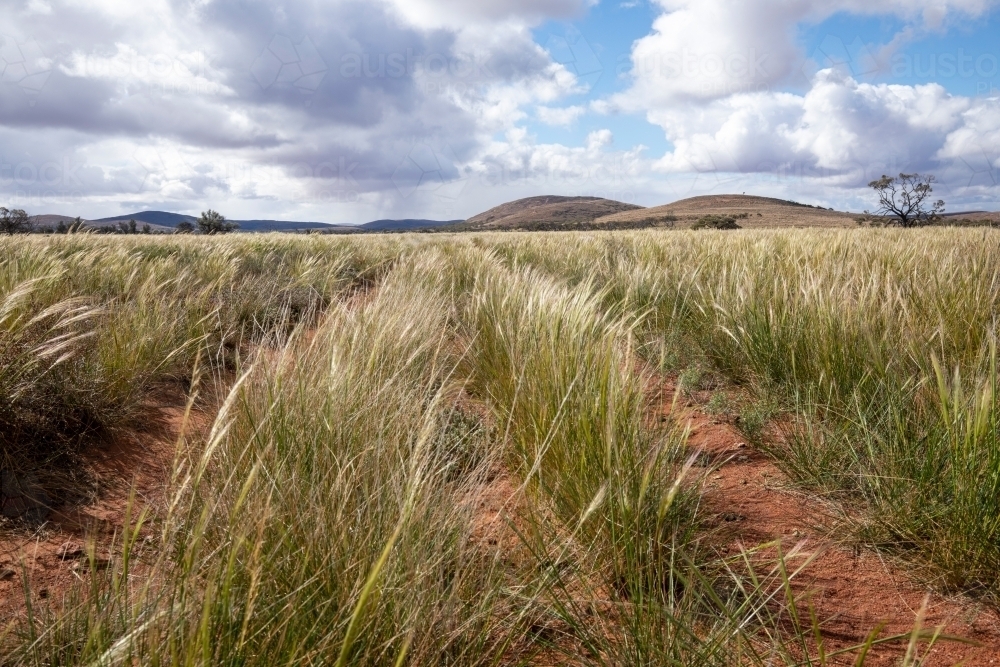 native grasses in an outback landscape - Australian Stock Image