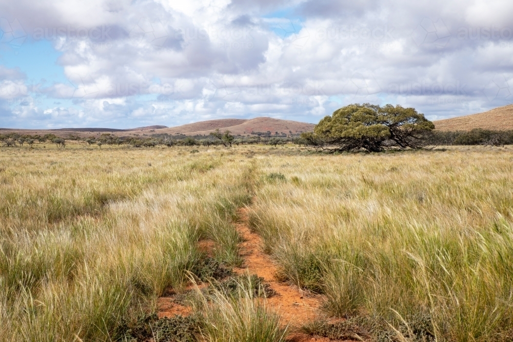 native grasses in an outback landscape - Australian Stock Image