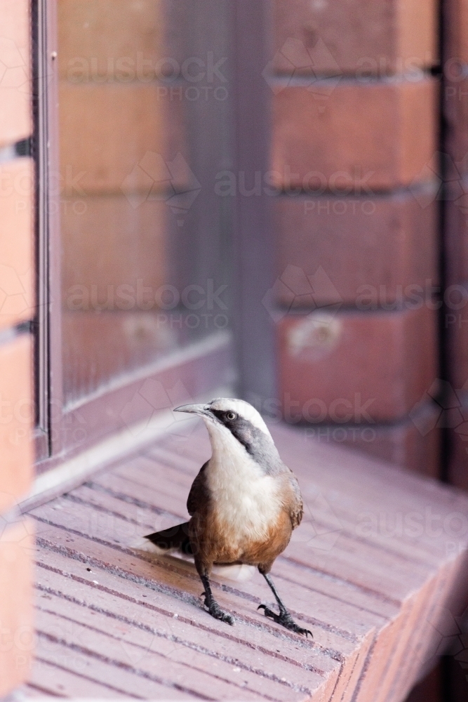 Native grey-crowned babbler birds on windowsill of house - Australian Stock Image