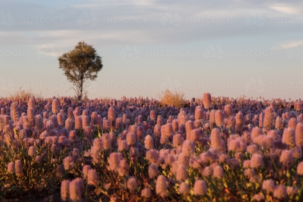 Native mulla-mulla wildflowers and tree - Australian Stock Image