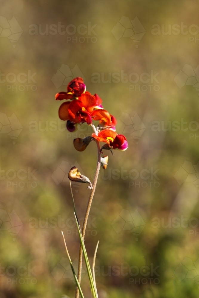 Image of Native orange pea flower - Austockphoto