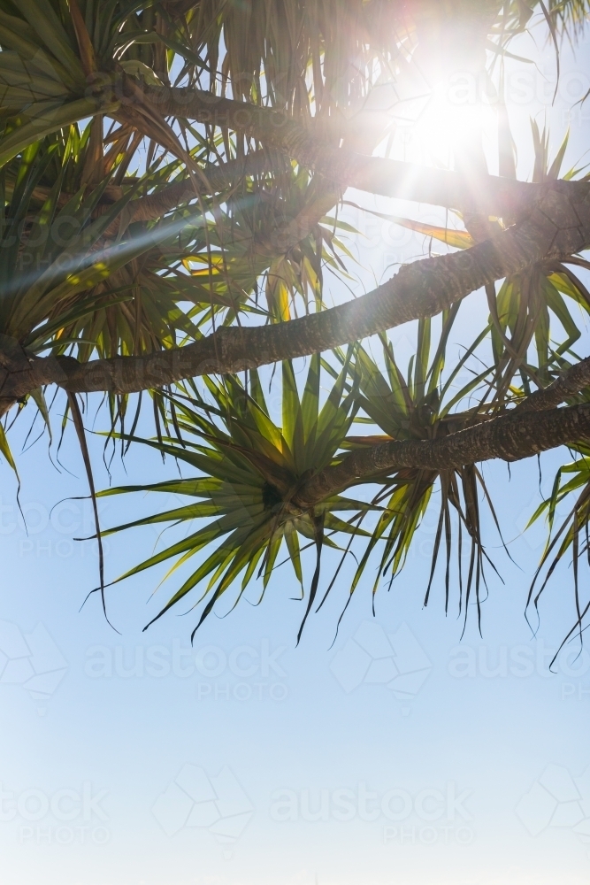 Image of Native pandanus tree at noosa beach Austockphoto