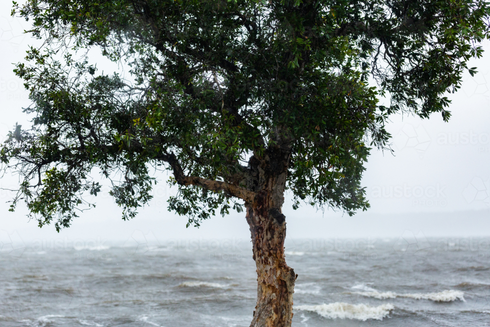 Image of Native paperbark tree on shore of bay with wind whipping up ...
