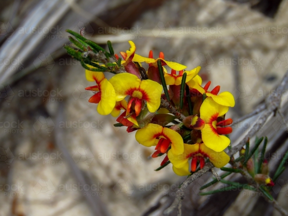 Native pea flowers add yellow and red to dull bushland - Australian Stock Image
