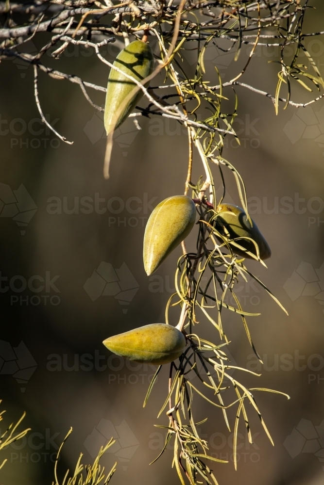 native pear in fruit - Australian Stock Image