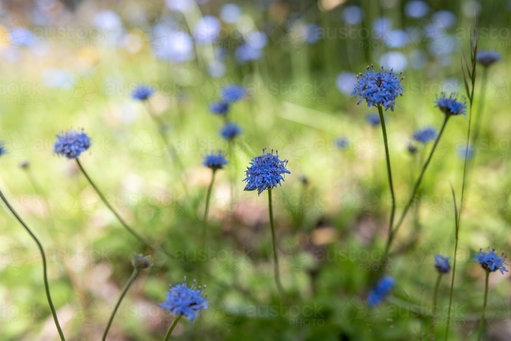 Image of Native pincushion flower Austockphoto