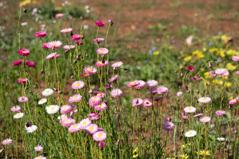 Native pink and white everlastings in spring bloom - Australian Stock Image