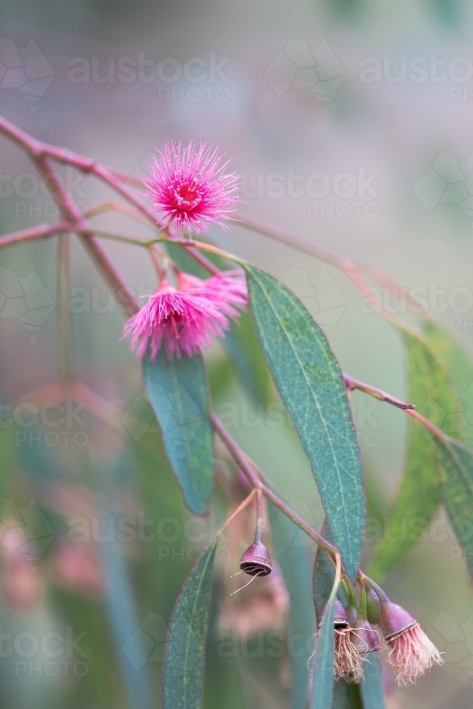 Image of native pink gum flower and leaves Austockphoto