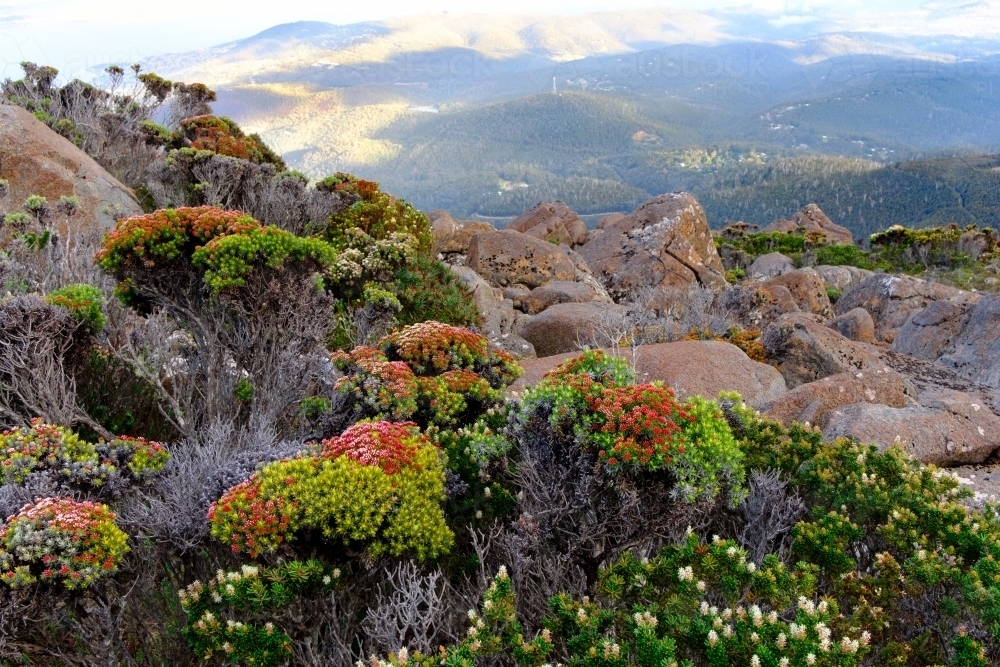 Native Plant Life on Summit of Mt Wellington - Australian Stock Image