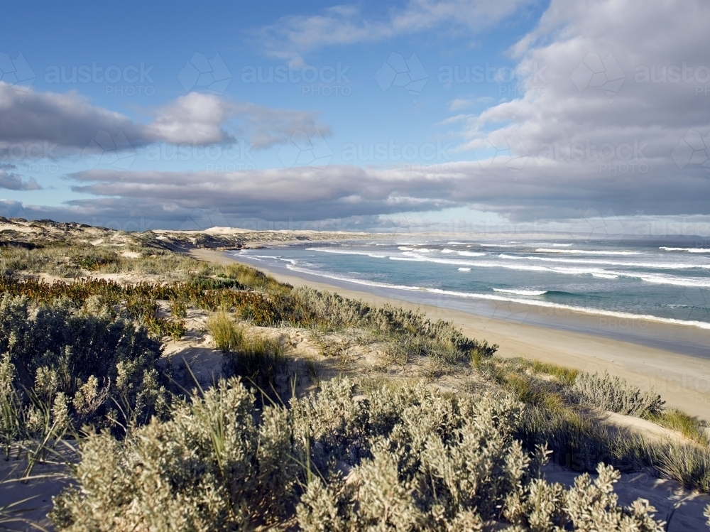 Native plants and grasses growing in sand dunes at remote beach - Australian Stock Image