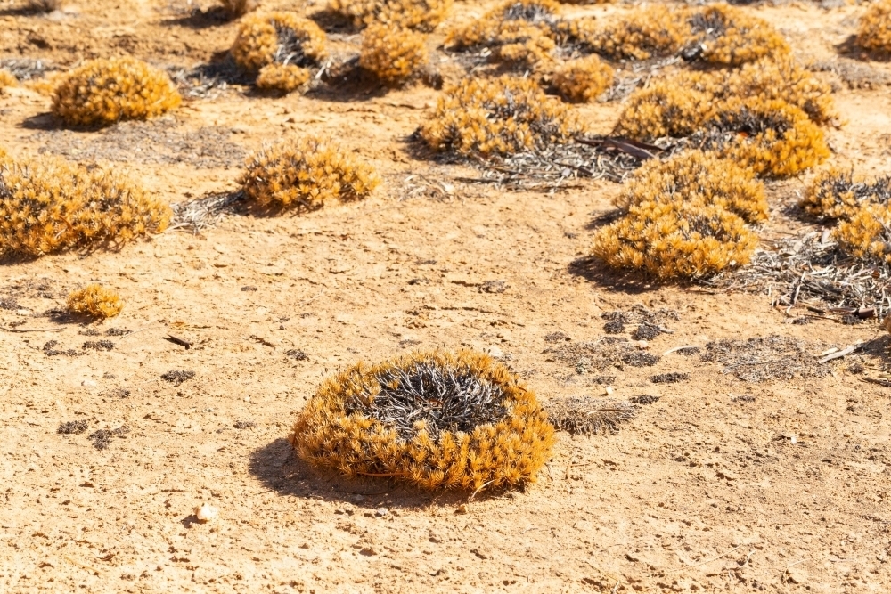 Native plants in dry earth - Australian Stock Image