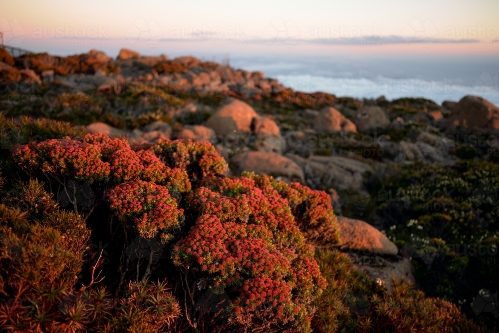 Native Plants on Mt Wellington - Australian Stock Image