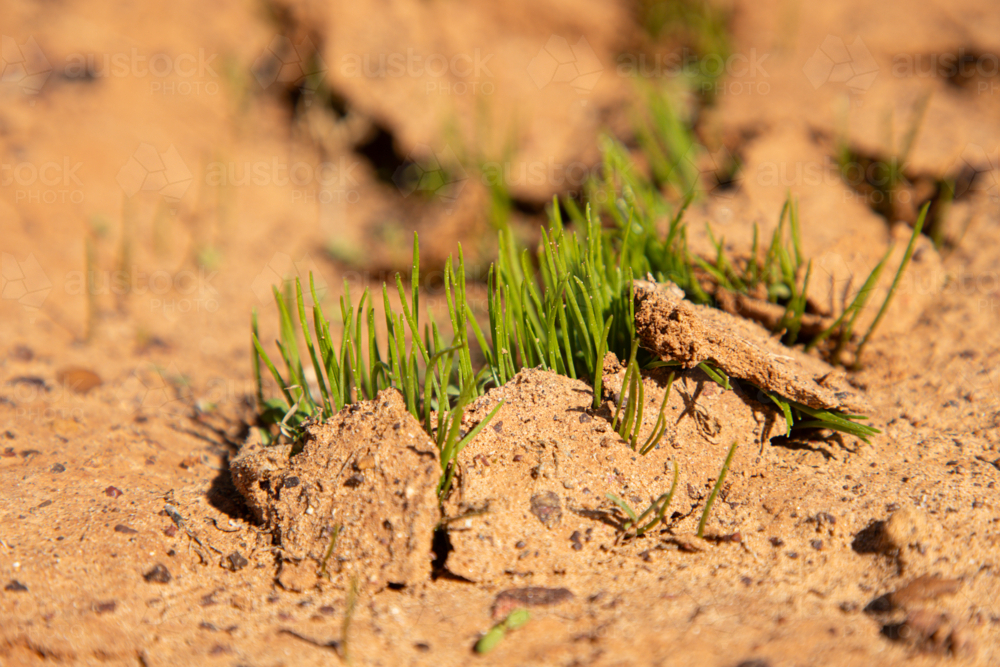 Native plants pushing their way out of the soil after rain - Australian Stock Image