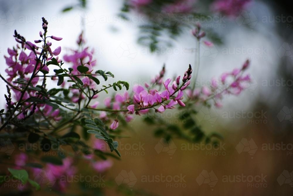 Native Purple Flowers Early on a Cloudy Morning - Australian Stock Image