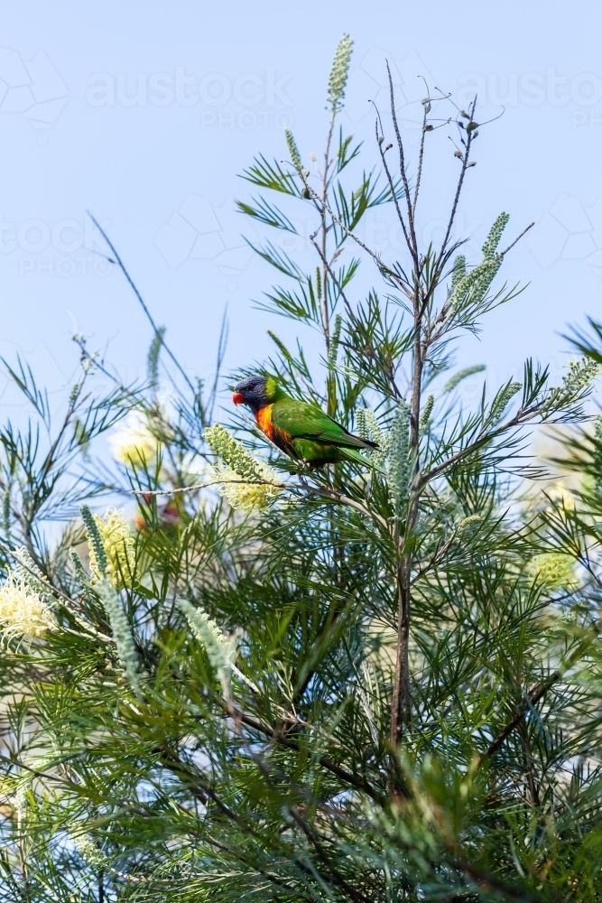 Image of Native rainbow lorikeet bird in grevillea bush nibbling ...
