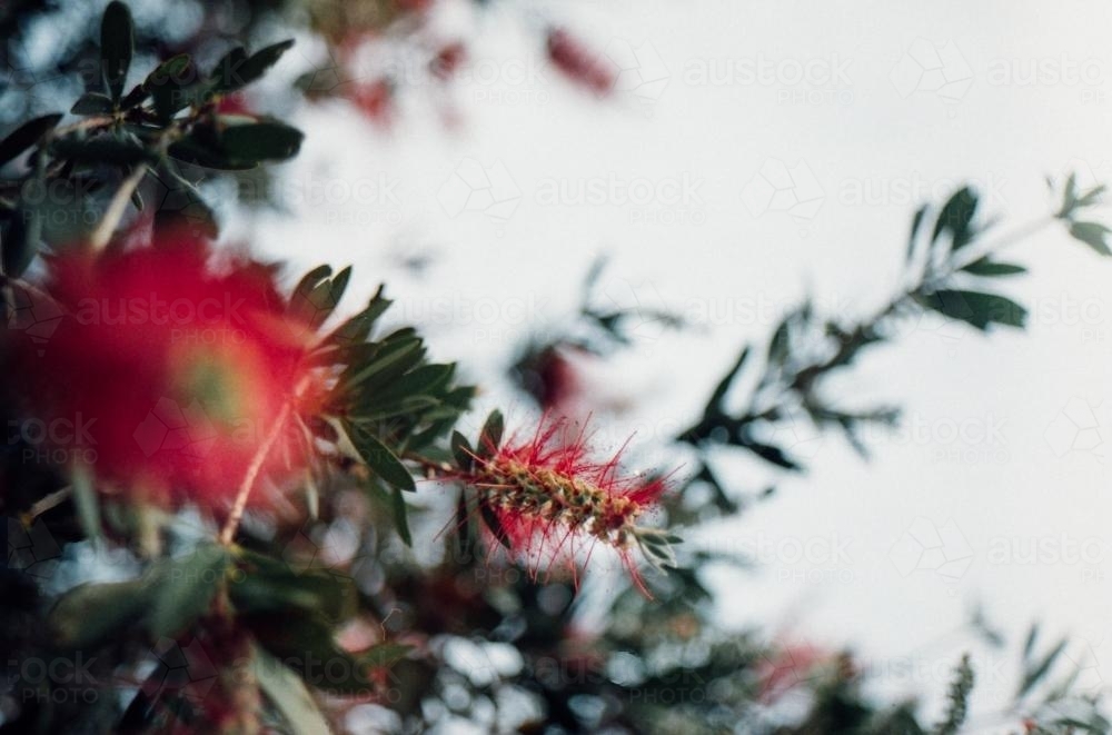 Native Red Bottle Brush Flowers - Australian Stock Image