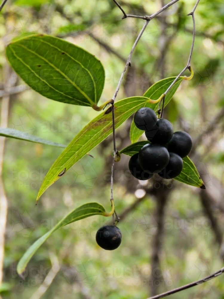 Native 'Sasparilla' fruit and leaves in the bushland - Australian Stock Image