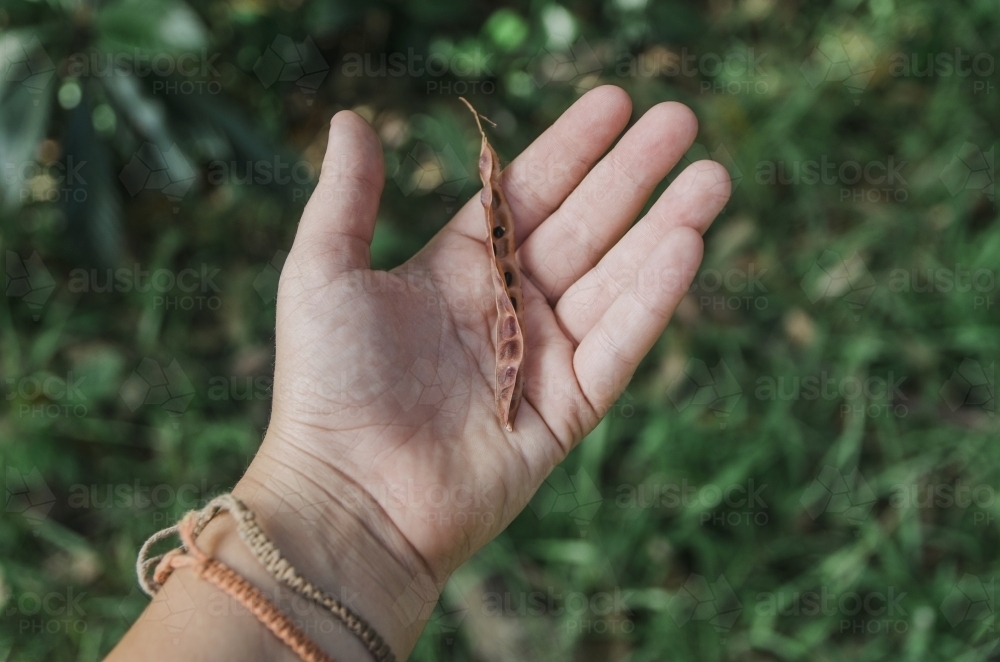 Native seed pod in hand - Australian Stock Image