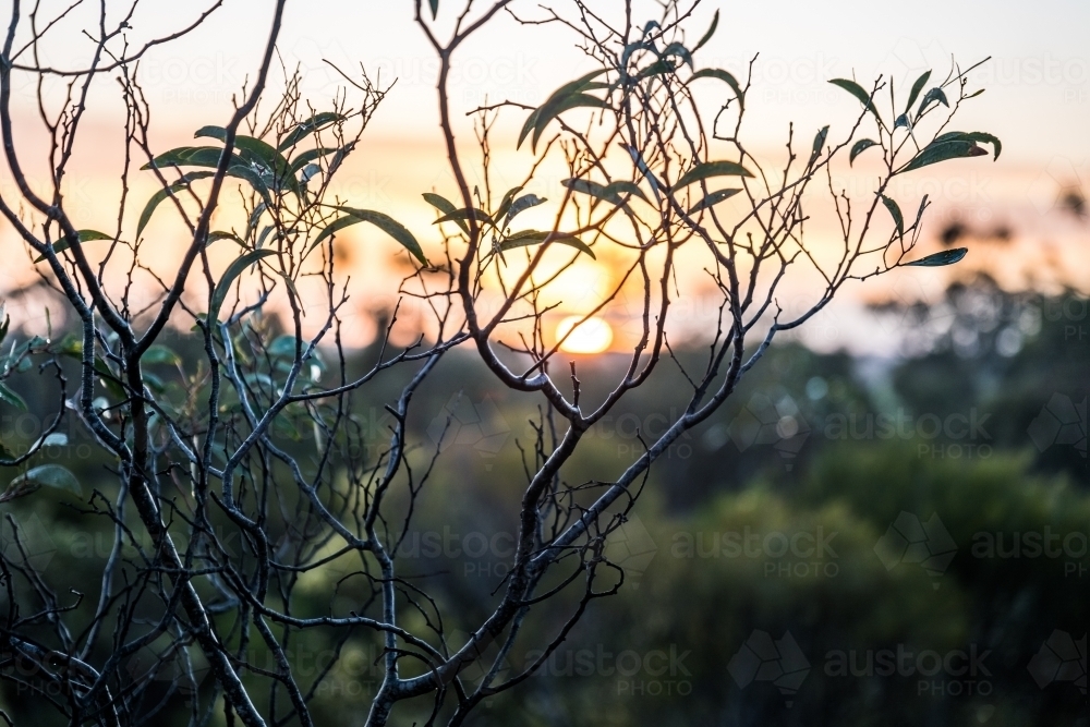 Native trees and leaves at sunrise - Australian Stock Image