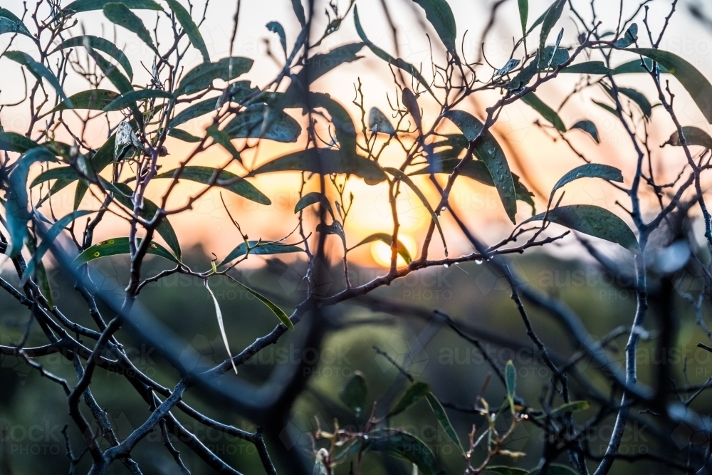 Native trees and leaves at sunrise - Australian Stock Image