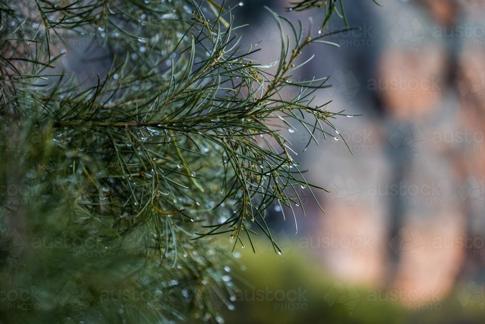 Native trees and leaves at sunrise - Australian Stock Image