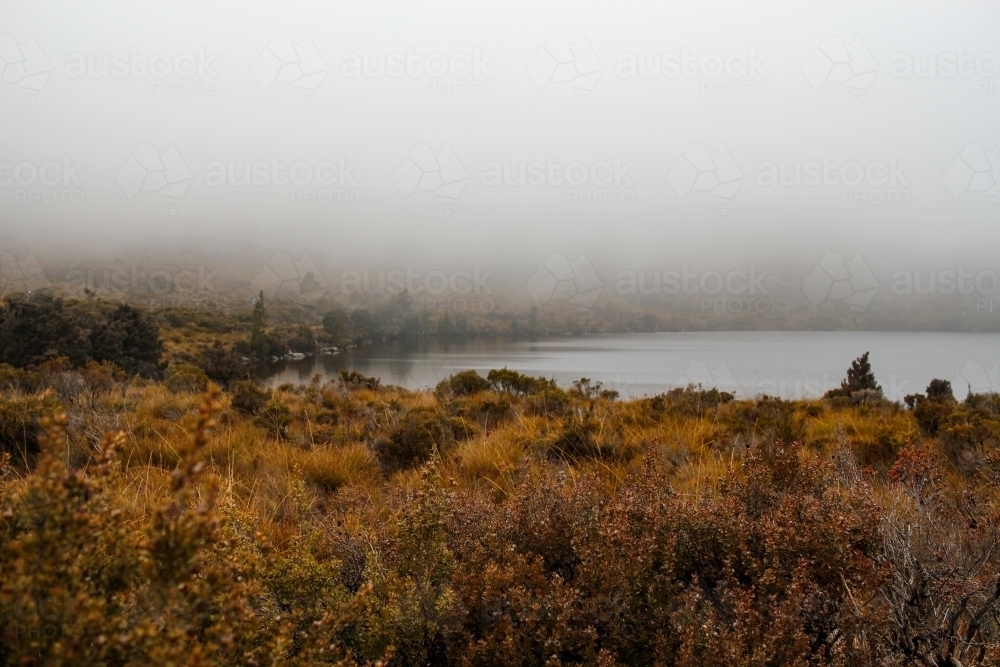 Native vegetation on foreshore of Dove Lake - Australian Stock Image