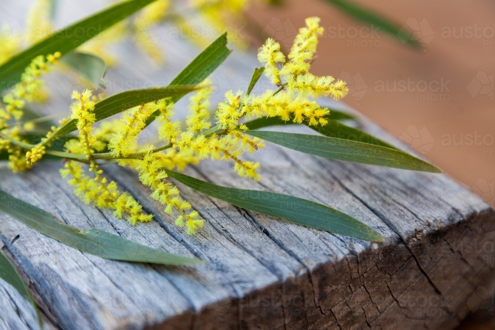 Native wattle blossom on wood - Australian Stock Image