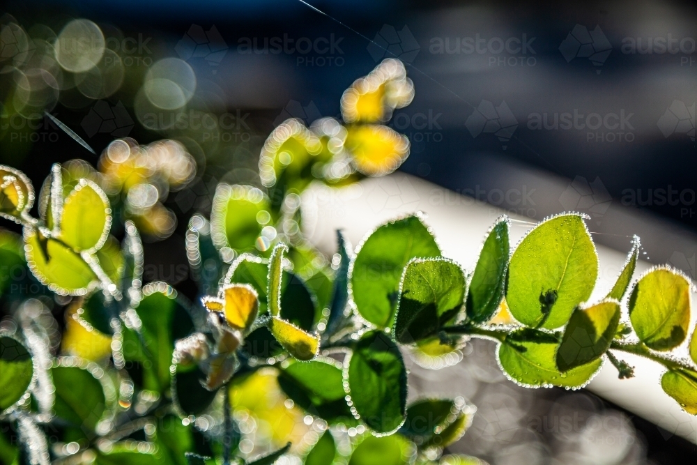 Native wattle tree leaves spangled with dew - Australian Stock Image