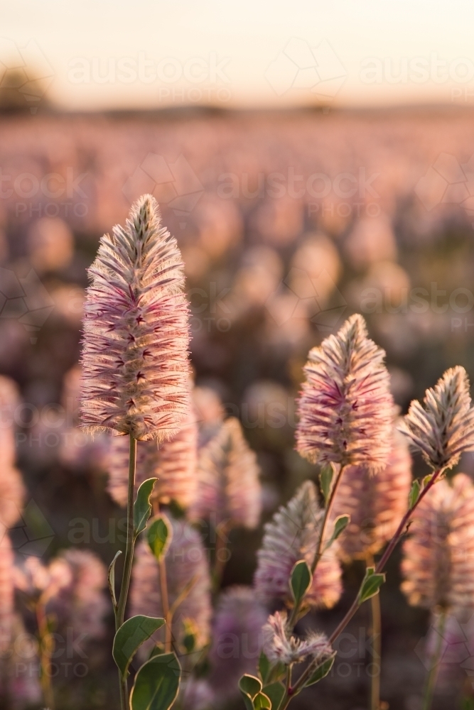 Native wildflowers in the light - Australian Stock Image