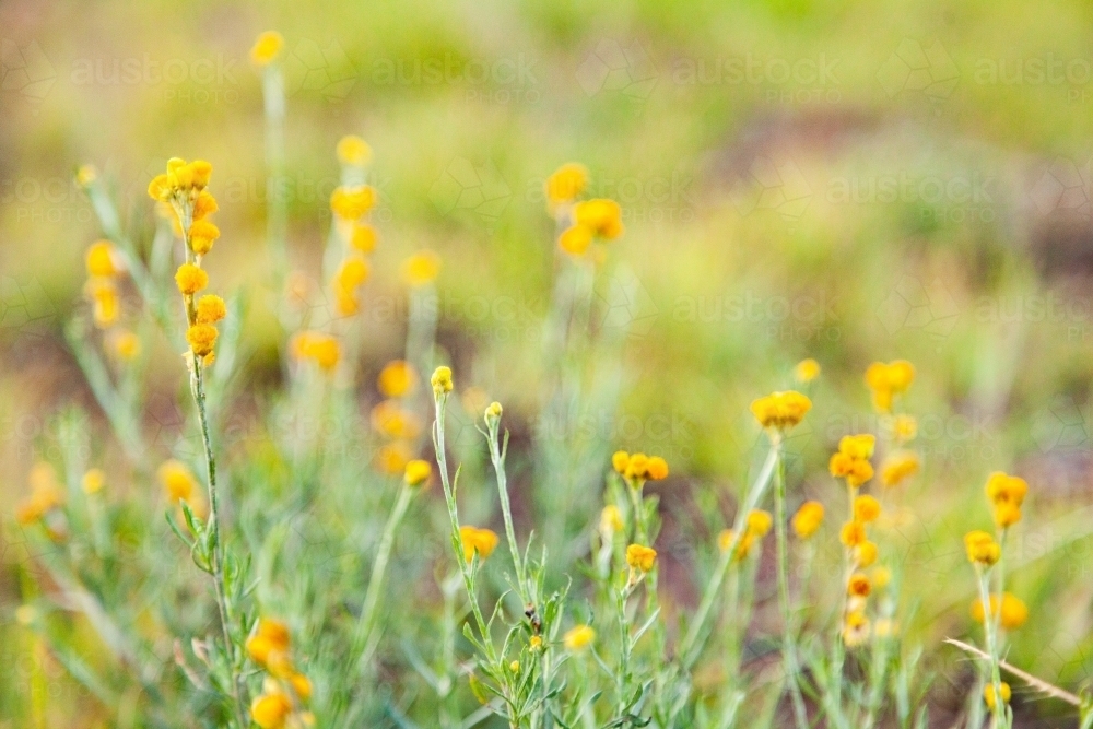 Yellow flowers in grass discount