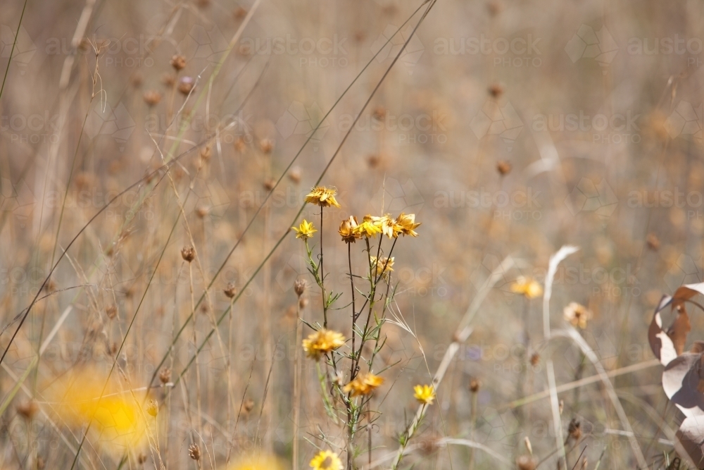 Native yellow paper daisy flower - Australian Stock Image