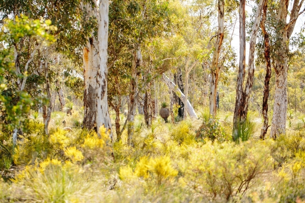Natural  bush in the springtime - Australian Stock Image