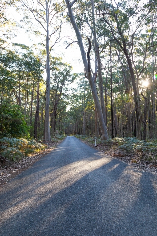 Natural Park Road at sunset - Australian Stock Image