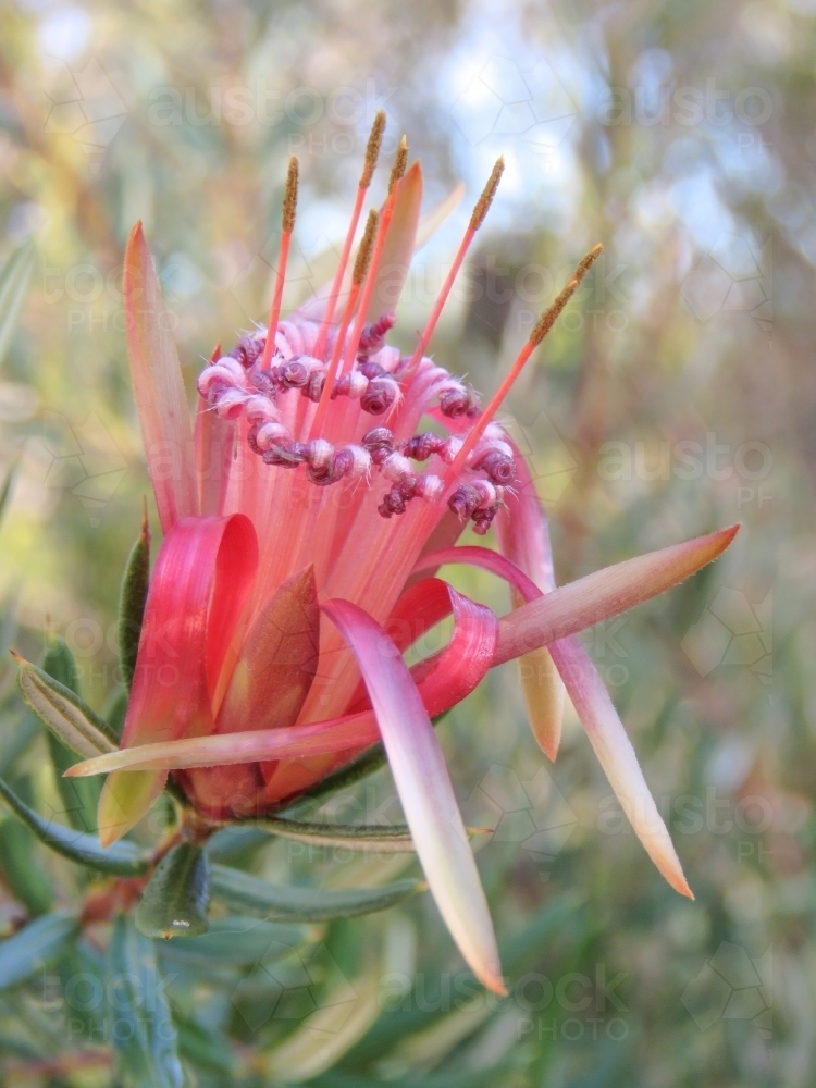 Nature's Bouquet: Mountain Devil flower, side on - Australian Stock Image
