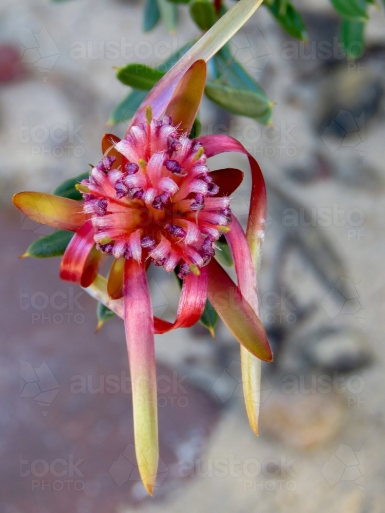 Nature's bouquet: Mountain Devil flowers, on a grey background - Australian Stock Image