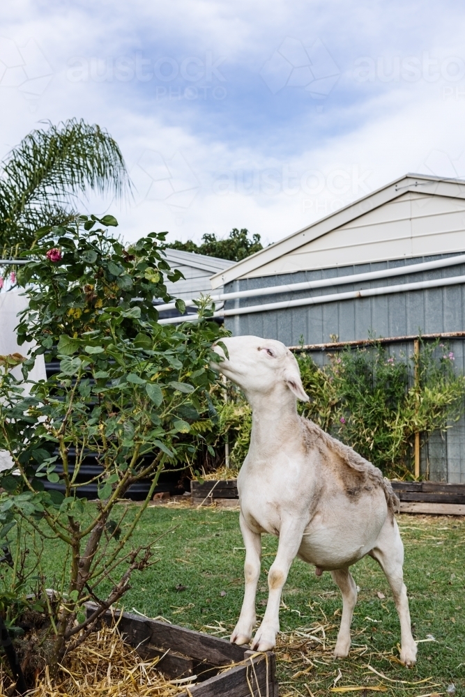 Naughty pet sheep caught eating the roses in the farmhouse garden - Australian Stock Image
