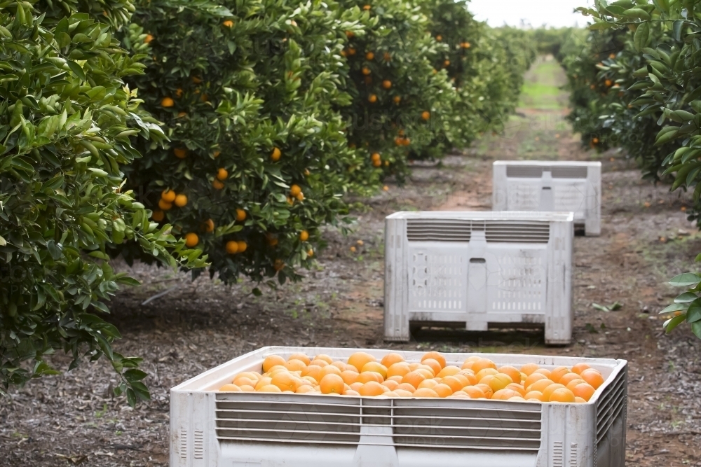 Navel oranges with bins and trees in background - Australian Stock Image