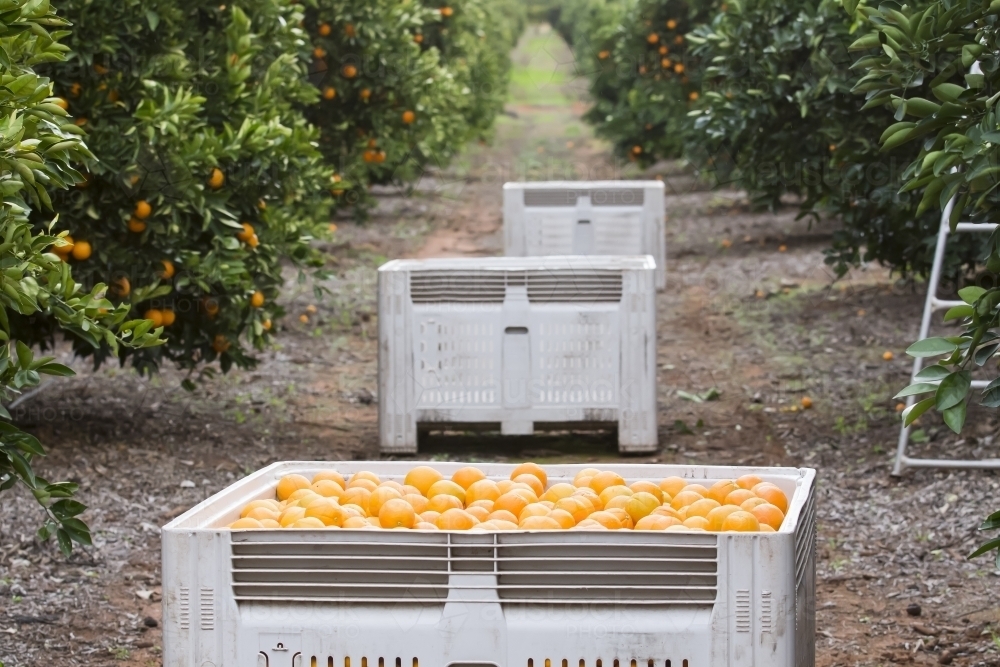Navel oranges with bins, trees and ladder in background - Australian Stock Image