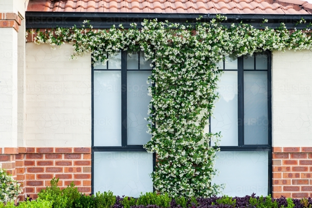Neat and tidy front of house with flowering plant growing up between windows - Australian Stock Image