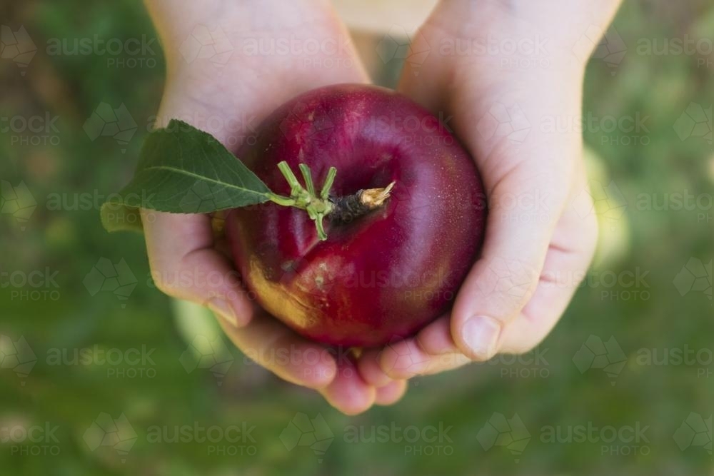Nectarine in hands - Australian Stock Image