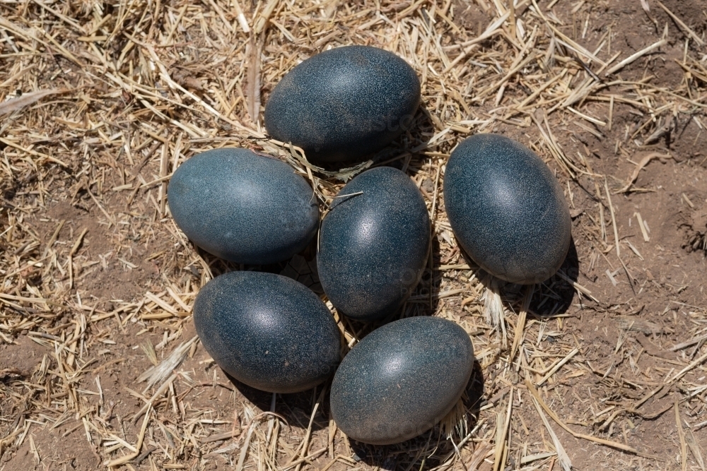 Nest of emu eggs on the ground at Burcher, new south wales - Australian Stock Image