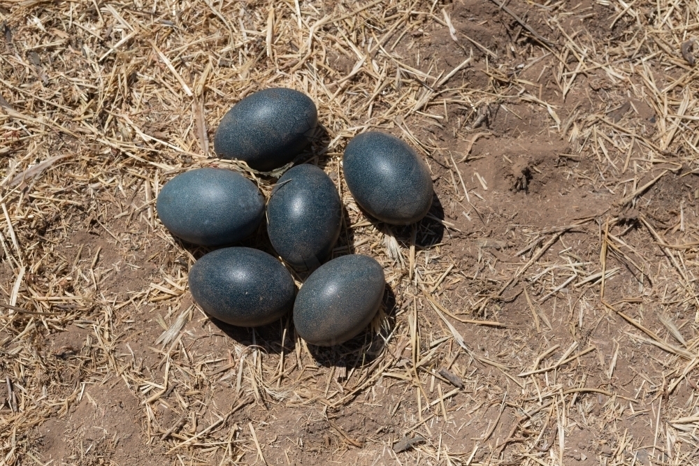 Nest of emu eggs on the ground at Burcher, new south wales - Australian Stock Image