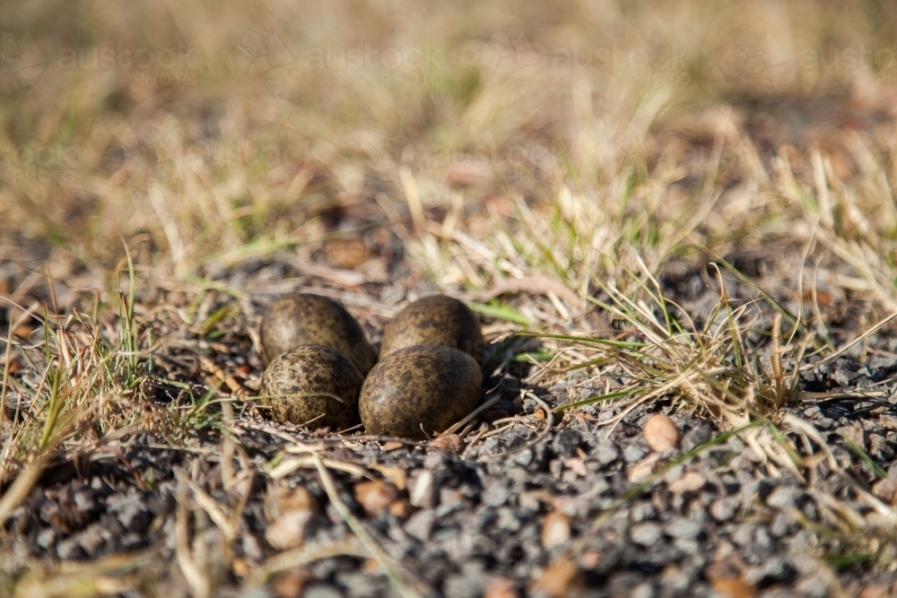 Nest of four plovers eggs in the gravel beside the road - Australian Stock Image