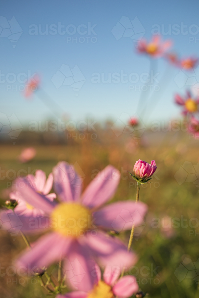 New flower bud opening on bright pink cosmos plant in the garden - Australian Stock Image