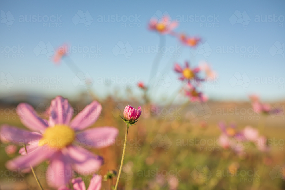 New flower bud opening on bright pink cosmos plant in the garden - Australian Stock Image