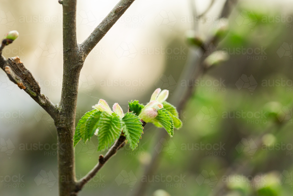 new green spring leaves on deciduous tree growing on twigs - Australian Stock Image