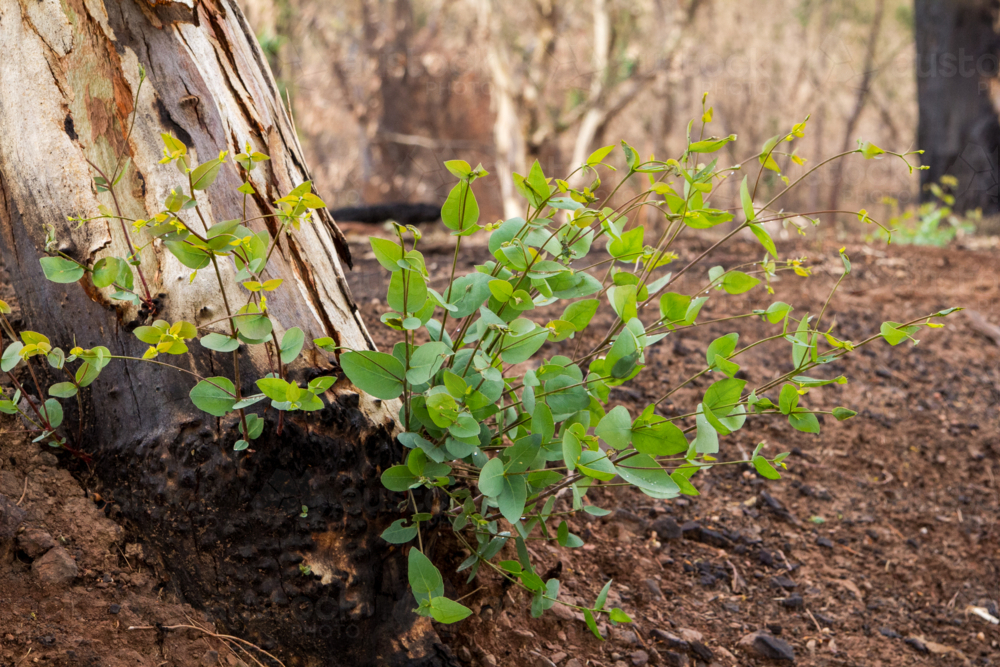 New growth after the bushfire - Australian Stock Image