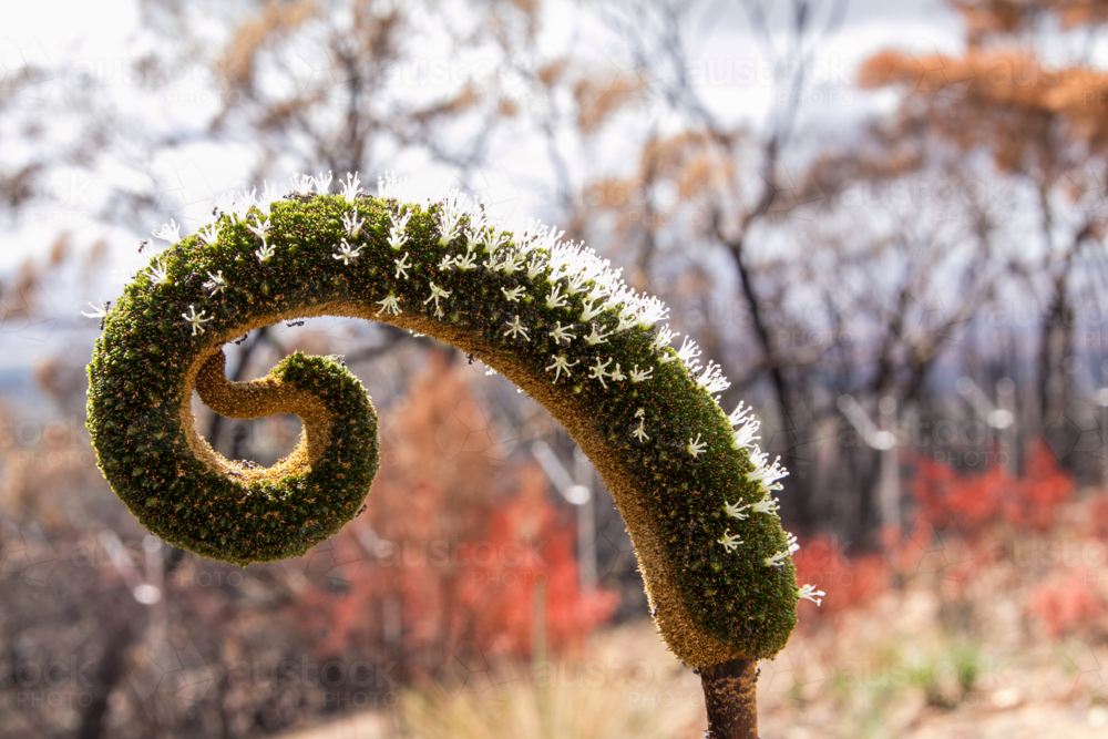 New growth after the bushfire - Australian Stock Image